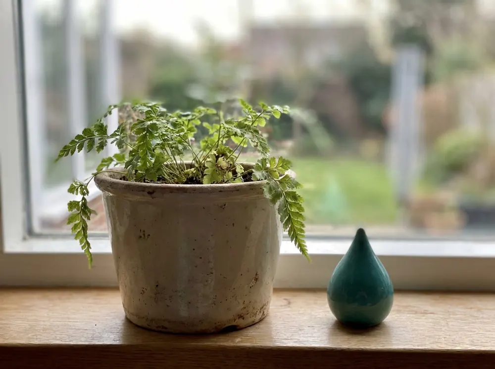 A small potted fern on a windowsill beside a teal water-drop ornament
